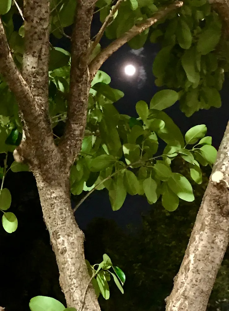 我在樹縫間偷窺，那夜空中的皎潔明月如此令人舒心，忍不住要拍下來。（圖 by Vina)