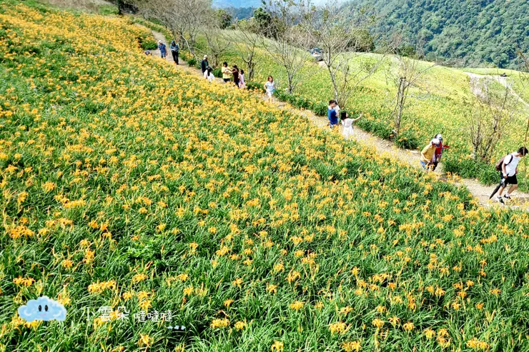 也有不少人早早就來賞花