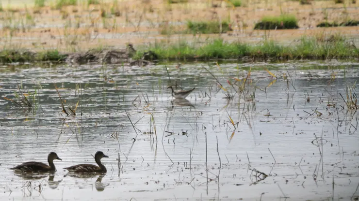 前:胸斑樹鴨 Wandering whistling duck 後:水雉 Pheasant-tailed Jacana