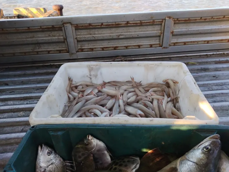 常棲息於沙地海域的那個魚，也是馬祖漁民主要漁獲之一