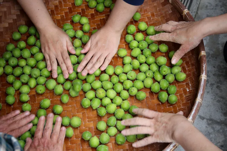 鹽漬的時候，需要用心搓揉，讓梅子順利脫水