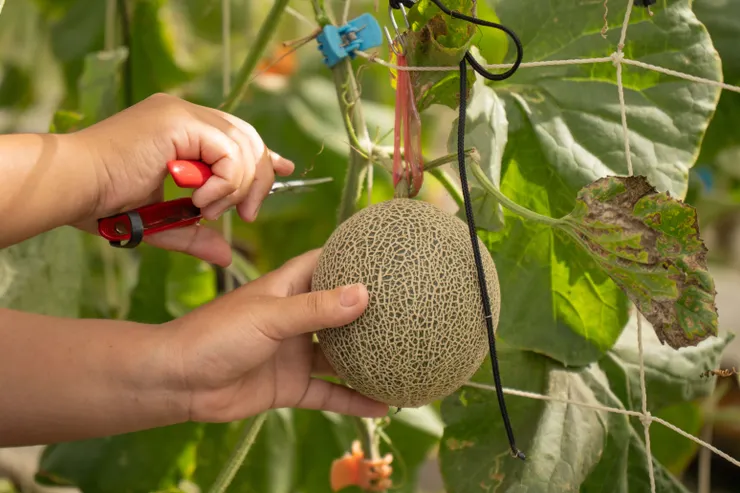 葉子乾掉就表示可以採收了！