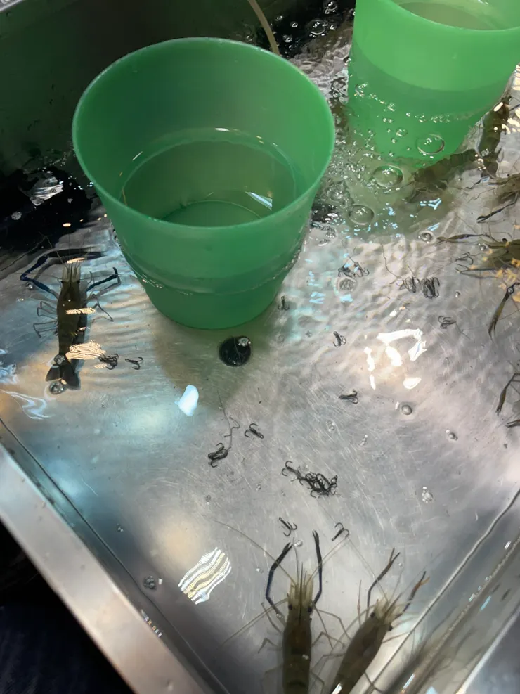 看的時候覺得很可愛，但實際試了覺得有點殘忍