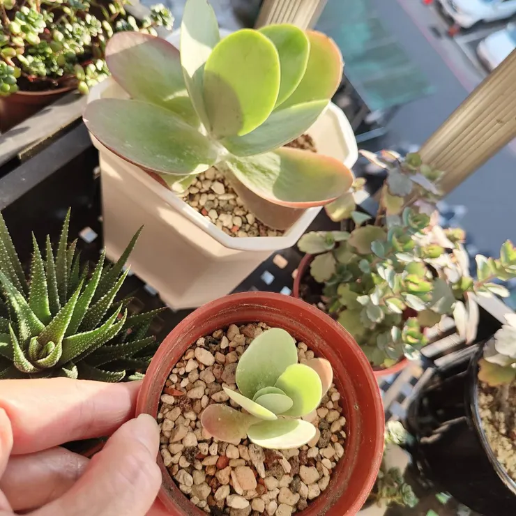 一開始買懶人多肉土是為了幫我喜歡的唐印換土