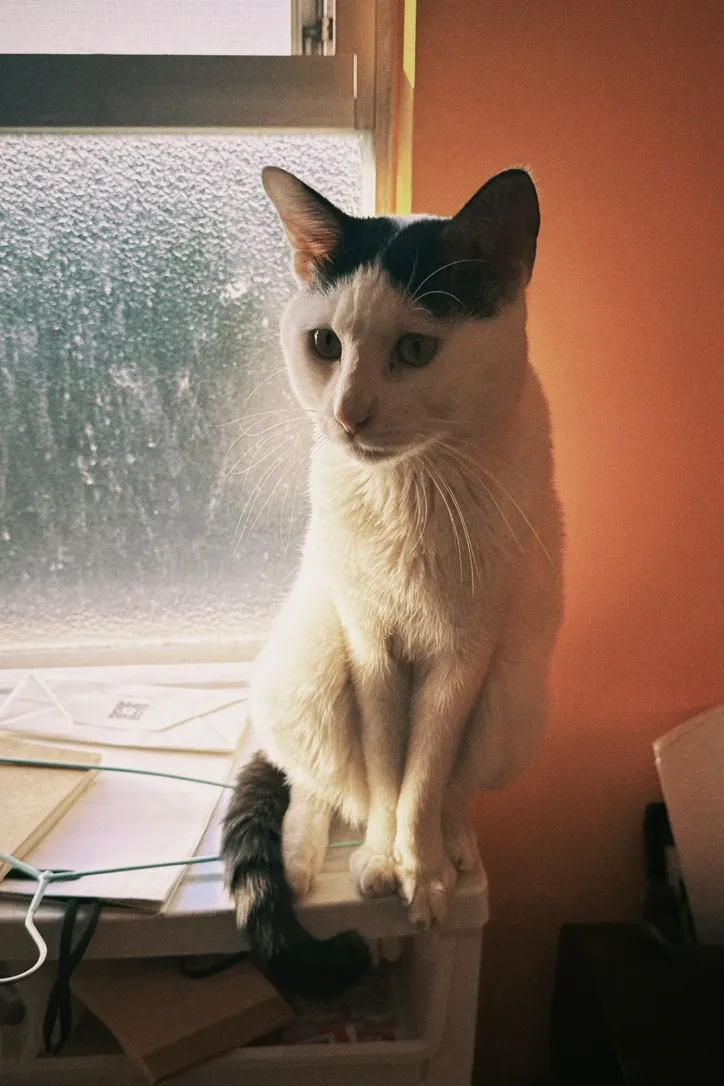 看看這憂鬱的表情...