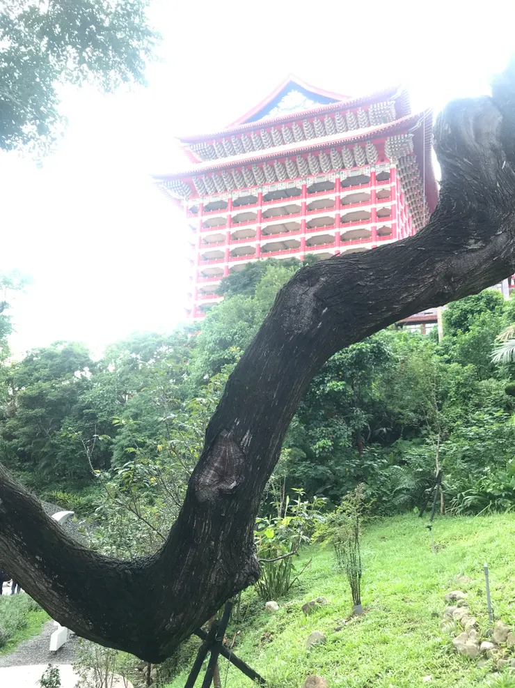 孔二小姐故居外的苦楝樹，姿態如龍