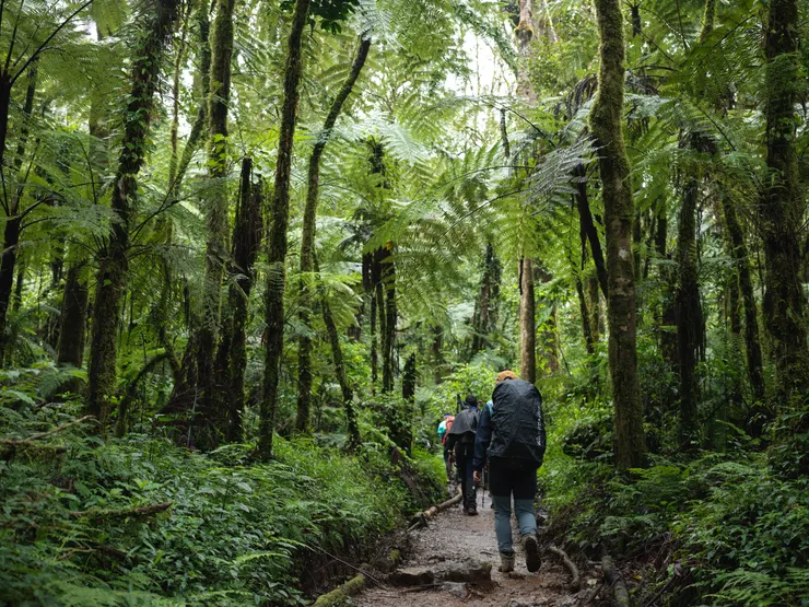 多刺樹蕨形成的遠古林相