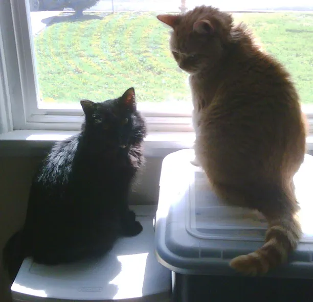 溫柔的小鬆哥哥，常跟黑黑弟弟一起看窗外美景（兩隻差將近六歲）。