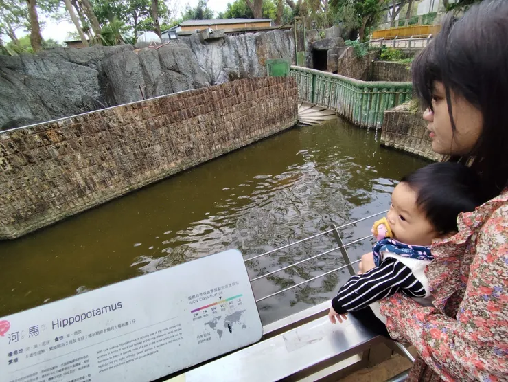 找尋河馬的珍豬