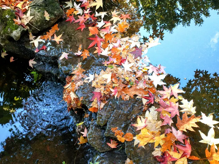 生如夏花之絢爛，死如秋葉之靜美 -- 泰戈爾