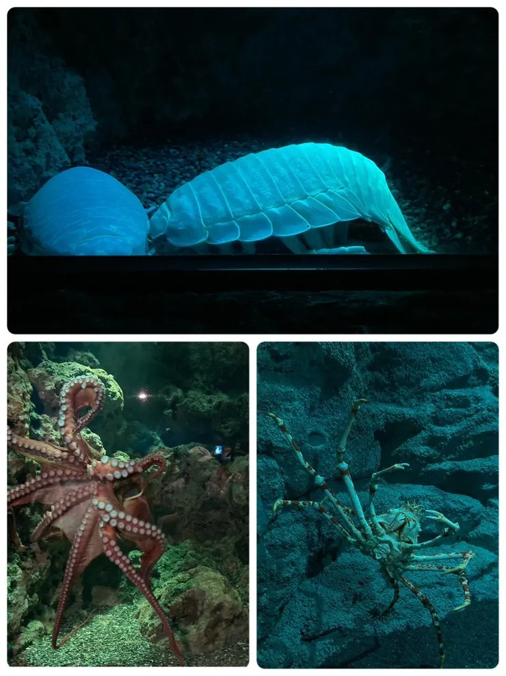 巨大章魚、大閘蟹還有大王具足蟲!