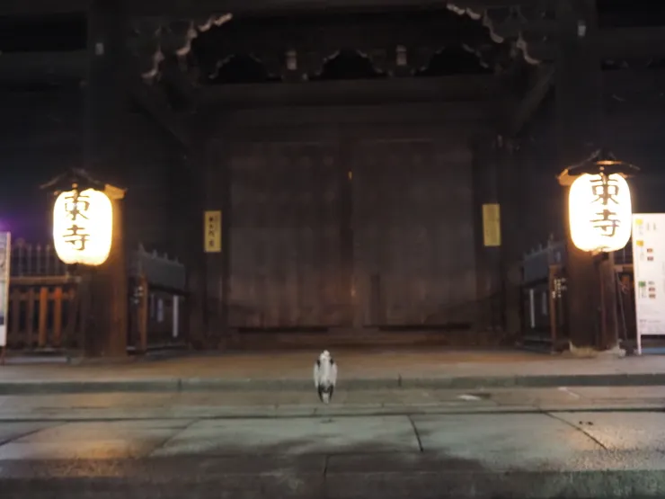 停在寺門的正中央的蒼鷺。