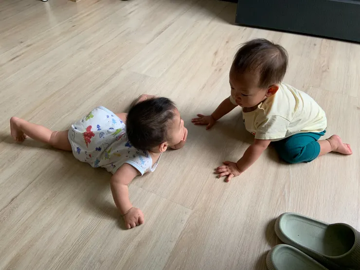 2024.6.3冬楝相見歡，楝配合冬的姿勢也趴在地上，兩人好奇的互相觀察