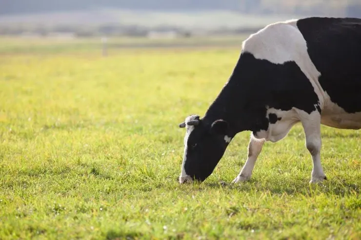 農地買賣.農地買賣流程.農牧用地買賣