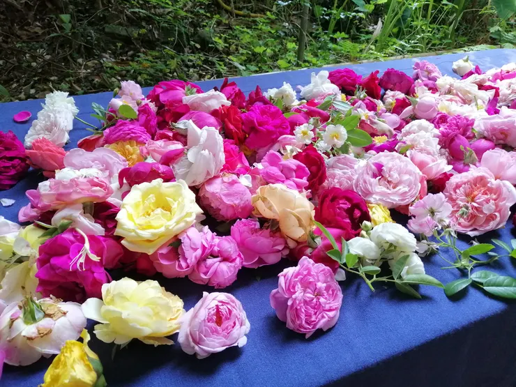 除了月桃花,也帶了自家種的各種盛開的玫瑰跟學員分享。