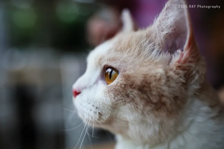 阿暖整個人（呃，是整隻貓）都看呆了。 我轉身一看，才知道——原來是戶外迷人的風吹草動。