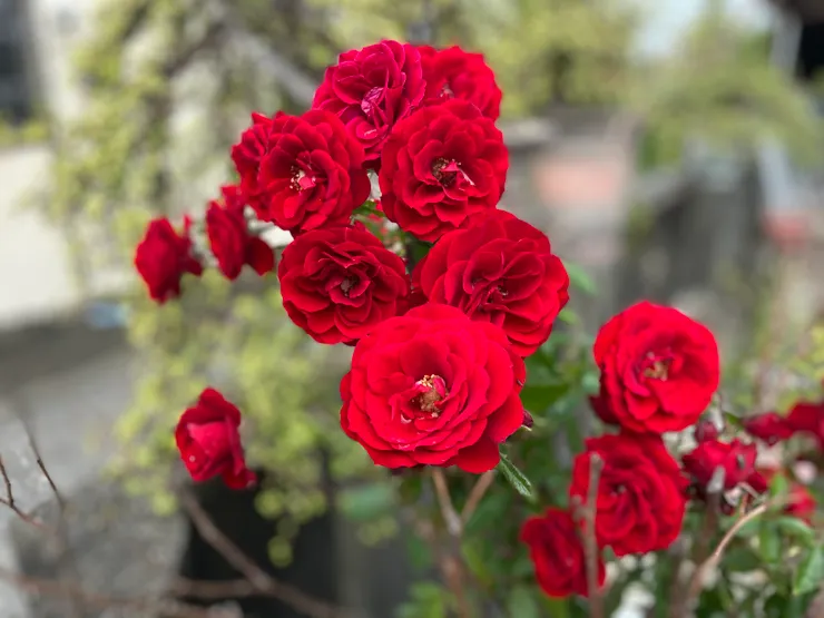 偷渡一張外婆的紅玫瑰🌹