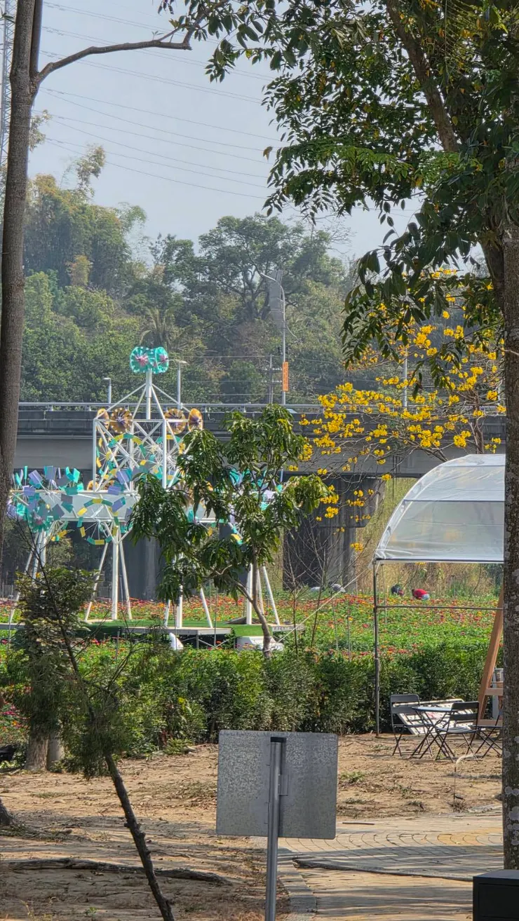 春嬉風鈴現場僅有零星黃花開。陳世河攝