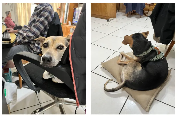 從早上開始懶洋洋