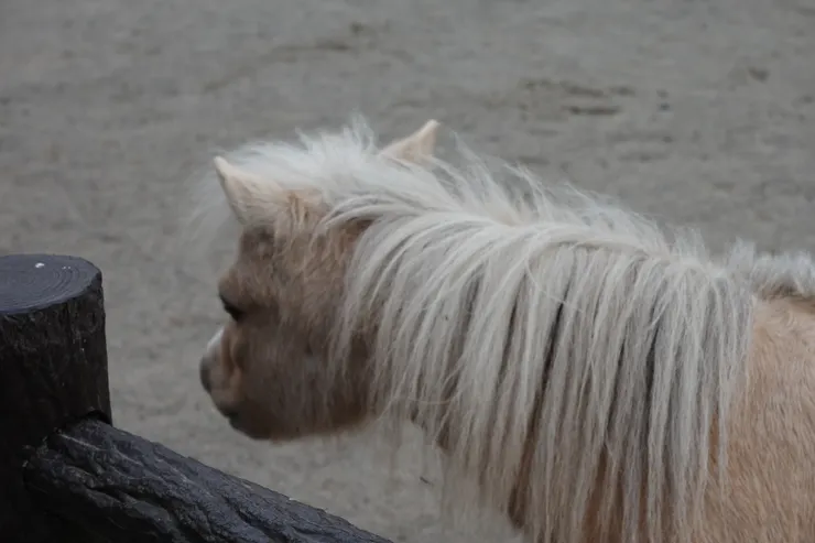 一頭秀髮的迷你馬