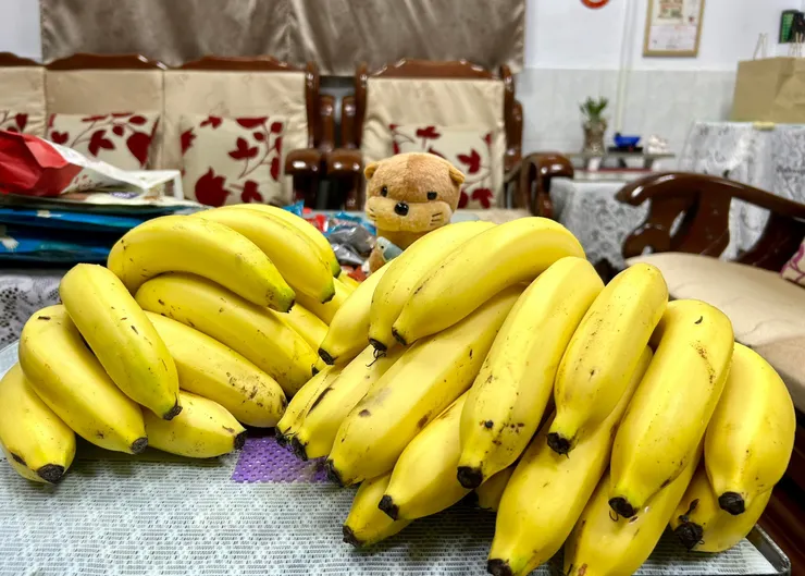 圖15 每天都是堆成小山的香蕉喔！