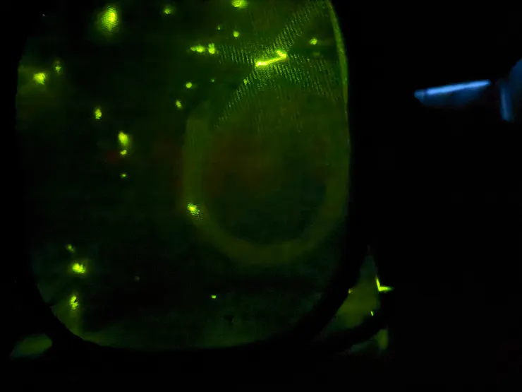 2026/04/25 暗房裡面看螢火蟲