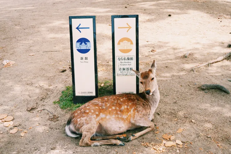 ＃滿地的仙貝碎片與厭世小鹿