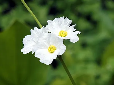 src