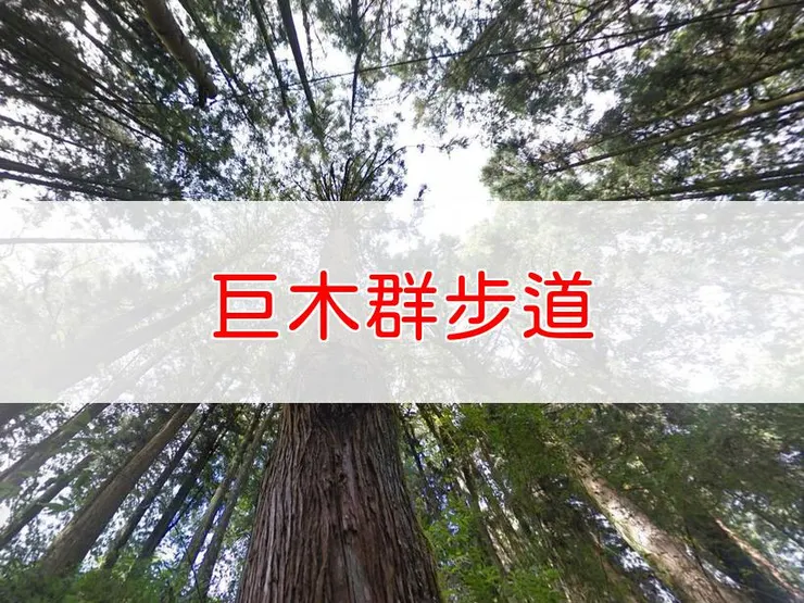 【嘉義】阿里山國家森林遊樂區巨木群步道 | 全長里程：1.1公里 | 難易度：低