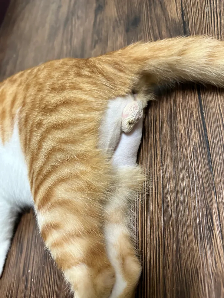 變得鬆鬆的蛋袋~幾乎看不到傷口