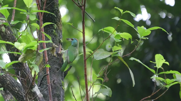 藍喉擬啄木鳥@泰國