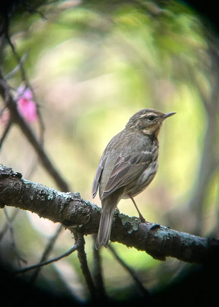 圖20 地上覓食和樹上觀望的樹鷚都好拍