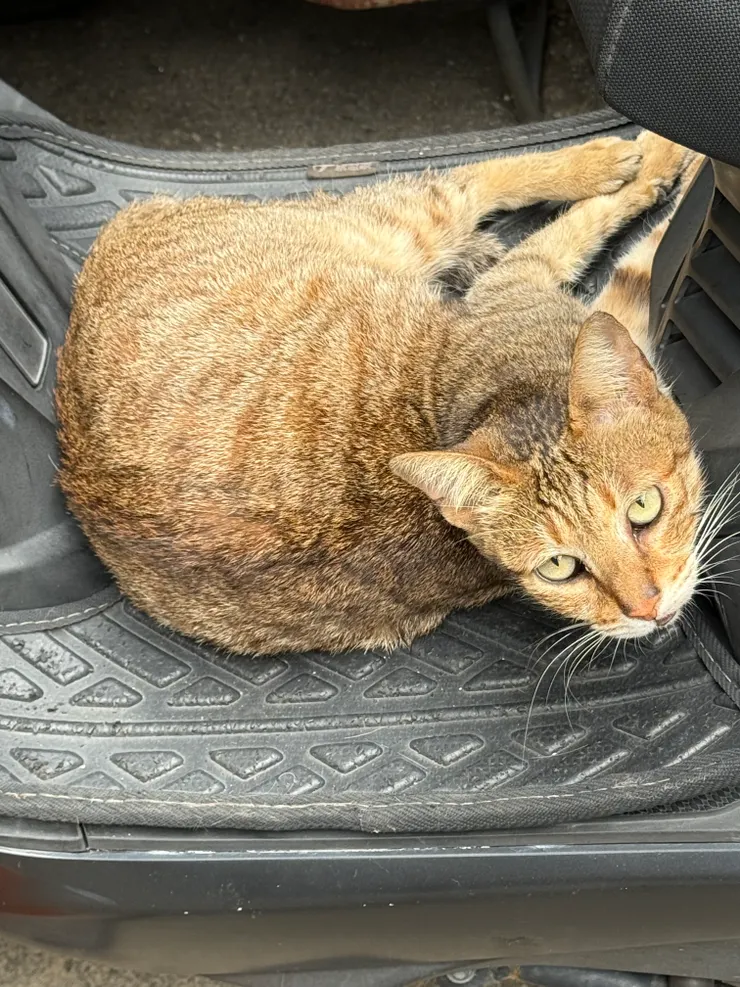 2026/04/11 少根筋的貓貓