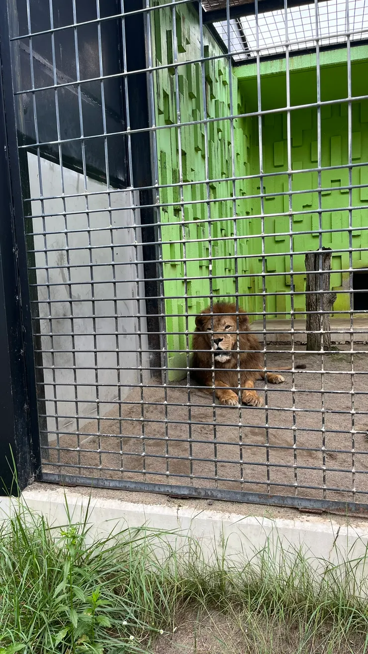 獅子好像比老虎更懶得動的感覺。