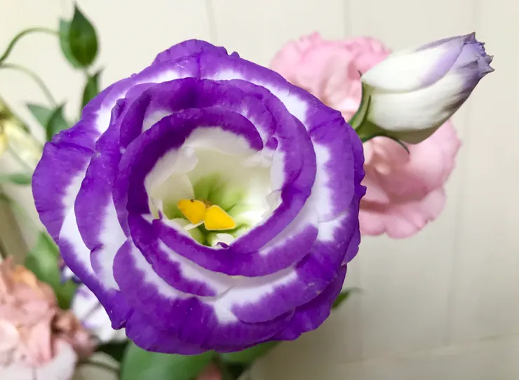 白底紫邊的最鮮豔，配上黃色的花心真的好美啊