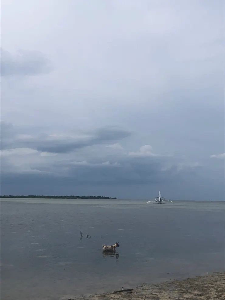 狗狗自己跑去海裡上廁所😂超可愛