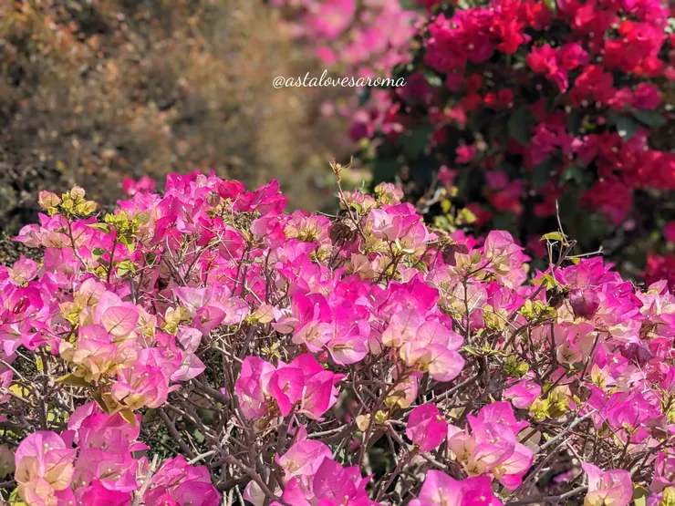 『合利園藝』門口繽紛的九重葛