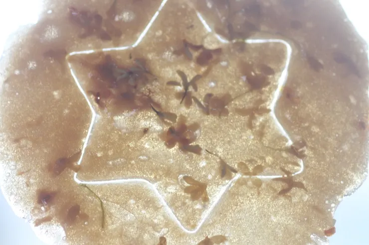 透過光照，可看到桂花就包在糖餅裡十分美麗！