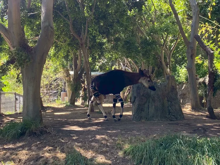 森林的貴婦人──㺢㹢狓(Okapi；音同霍加皮)，原產於民主剛果