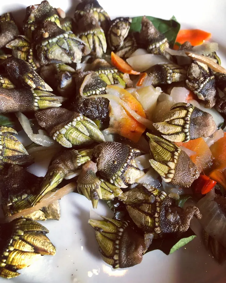 佛手，看起來很像烏龜手