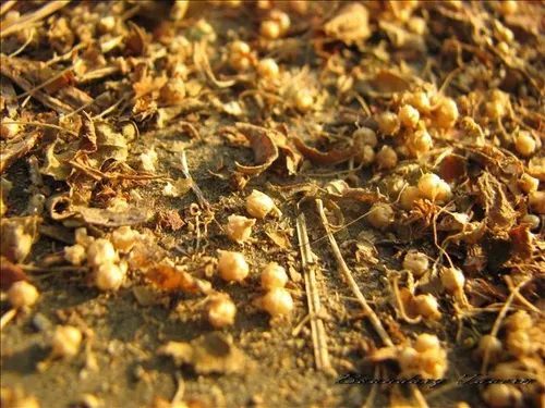 散落一地的「禍種」，蠢蠢欲動在尋找下一個宿主，開展下一季的新生。