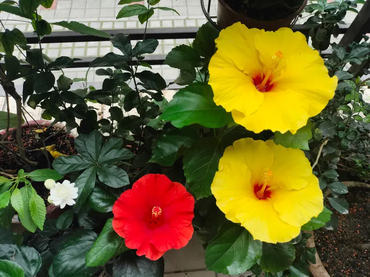 自拍：朱槿＋虎頭茉莉