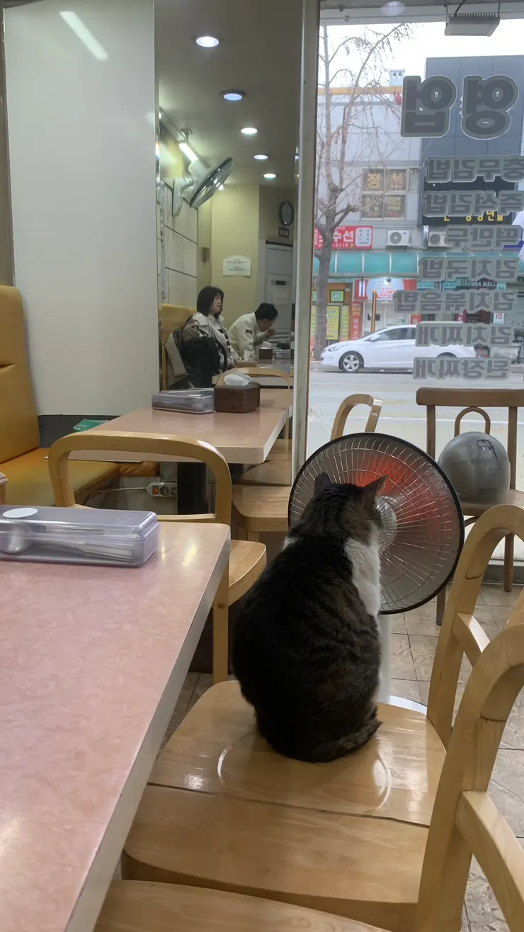 貓咪挑了一個最舒服的位子。