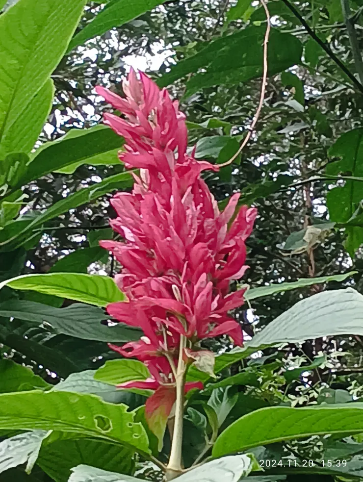 為誰羞怯呈顏紅，赤苞花自拍攝