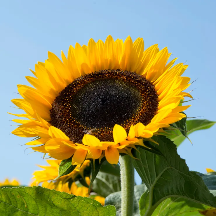 圖片來源：愛寶愛花園