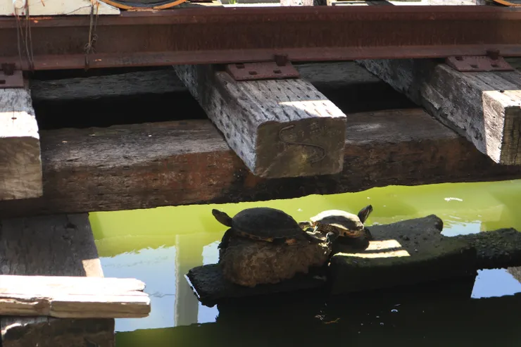 大小烏龜日光浴
