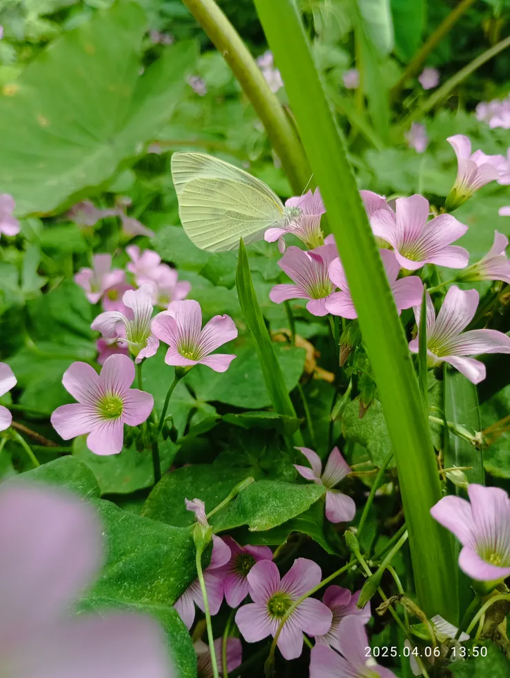 苜蓿花蝶，自拍攝