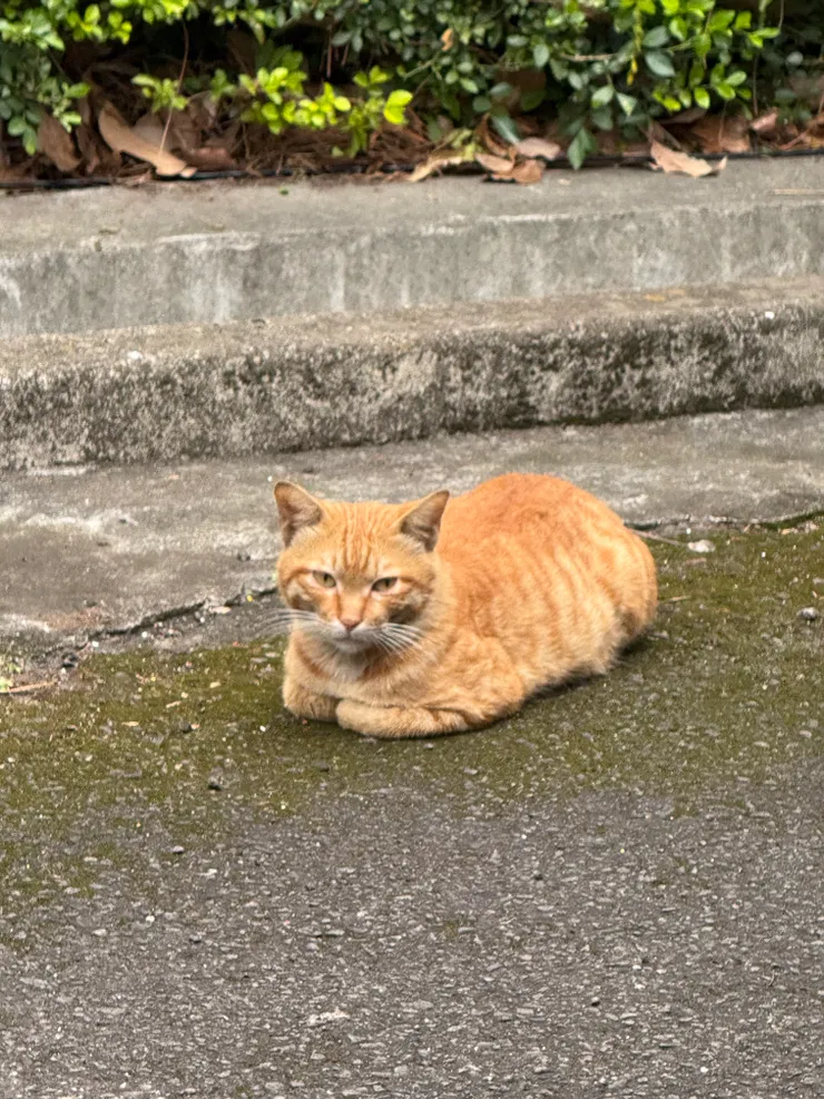 2026/03/23 貓貓二號