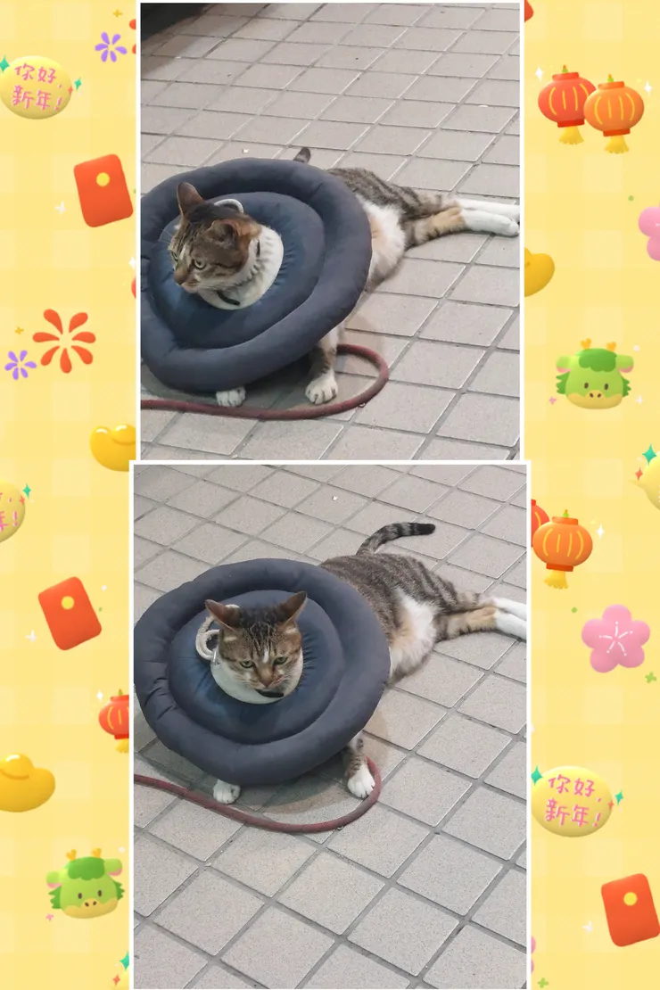 實在盡力了，拍不到圓周率🐱抬頭正面🤪