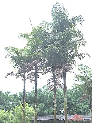 src